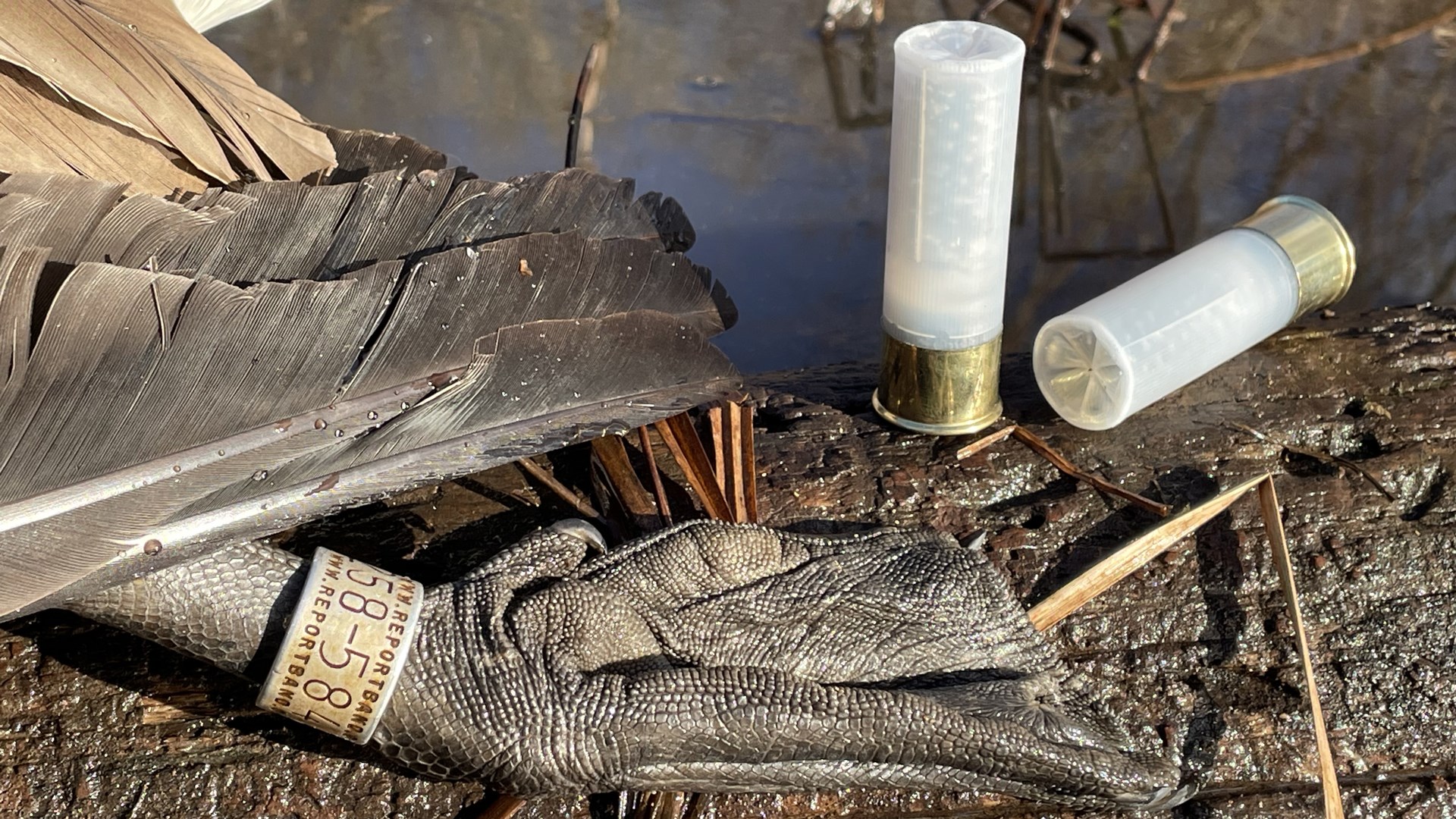 Banded foot and shells