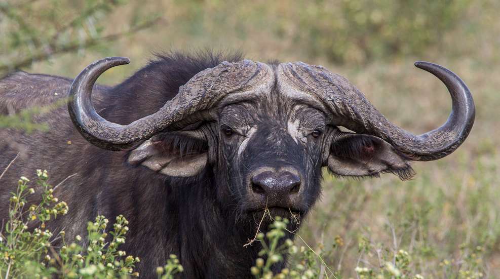 Plains Game On Buffalo Trail Lead