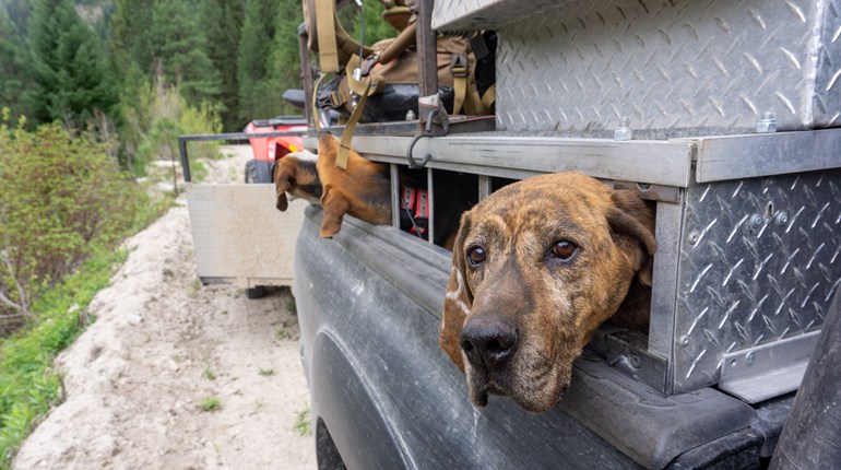 A Win for Science-Based Wildlife Management in Arizona | An Official Journal Of The NRA