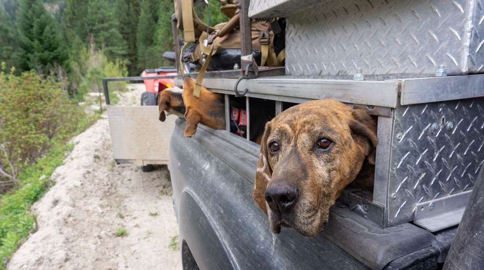 Dogs In Truck