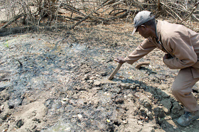 Dangers on Safari