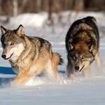 wolf_d7579.jpg