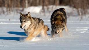 wolf_d7579.jpg