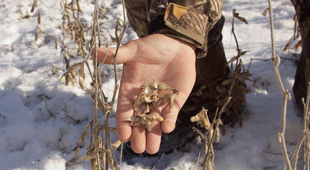 Hand holding soybean crop over snowy ground.