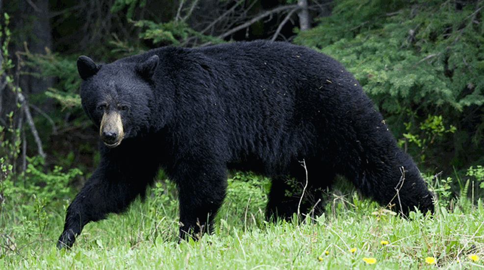 donjones_black-bear04084d.gif