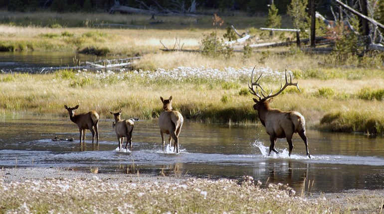 Says Me: The Egalitarian Elk Hunt | An Official Journal Of The NRA