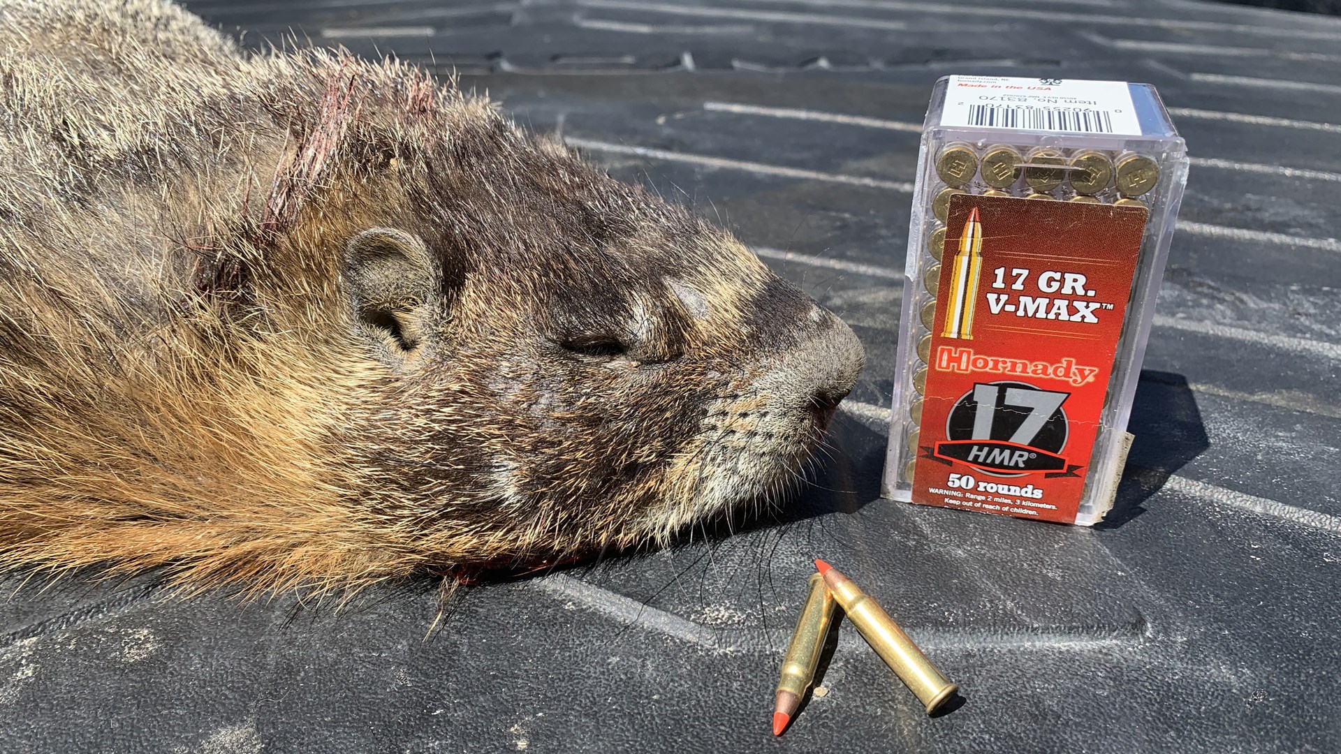 Marmot