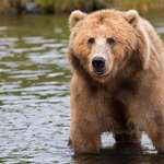 mainbrown-bear-in-body-of-water-during-daytime-158109.jpg