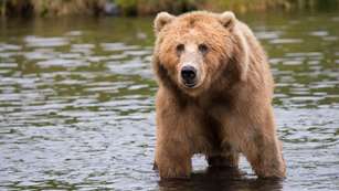 mainbrown-bear-in-body-of-water-during-daytime-158109.jpg