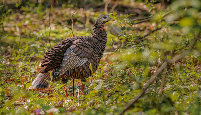 HDR Hen Decoy with Submissive Head Posture in Woodland