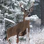 5-worst-places-to-deer-hunt-during-late-season_lead.jpg