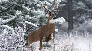5-worst-places-to-deer-hunt-during-late-season_lead.jpg