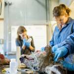 CWD Senate Bill Lead