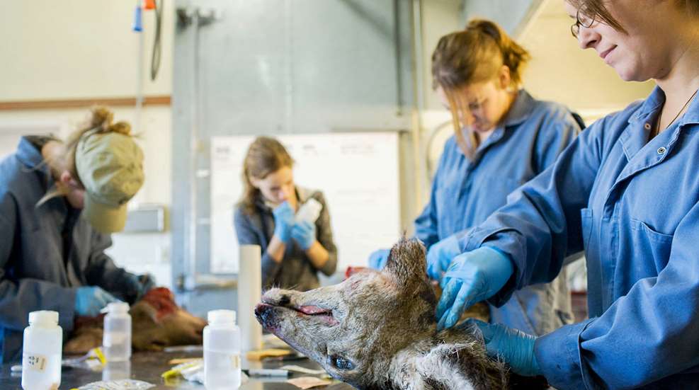 CWD Senate Bill Lead