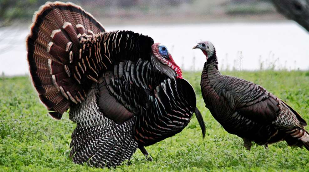 5turkeyhuntingmistakestoavoid_lead.jpg