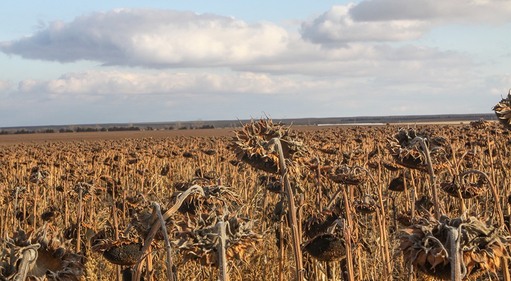 Aerial view of sunflower field.