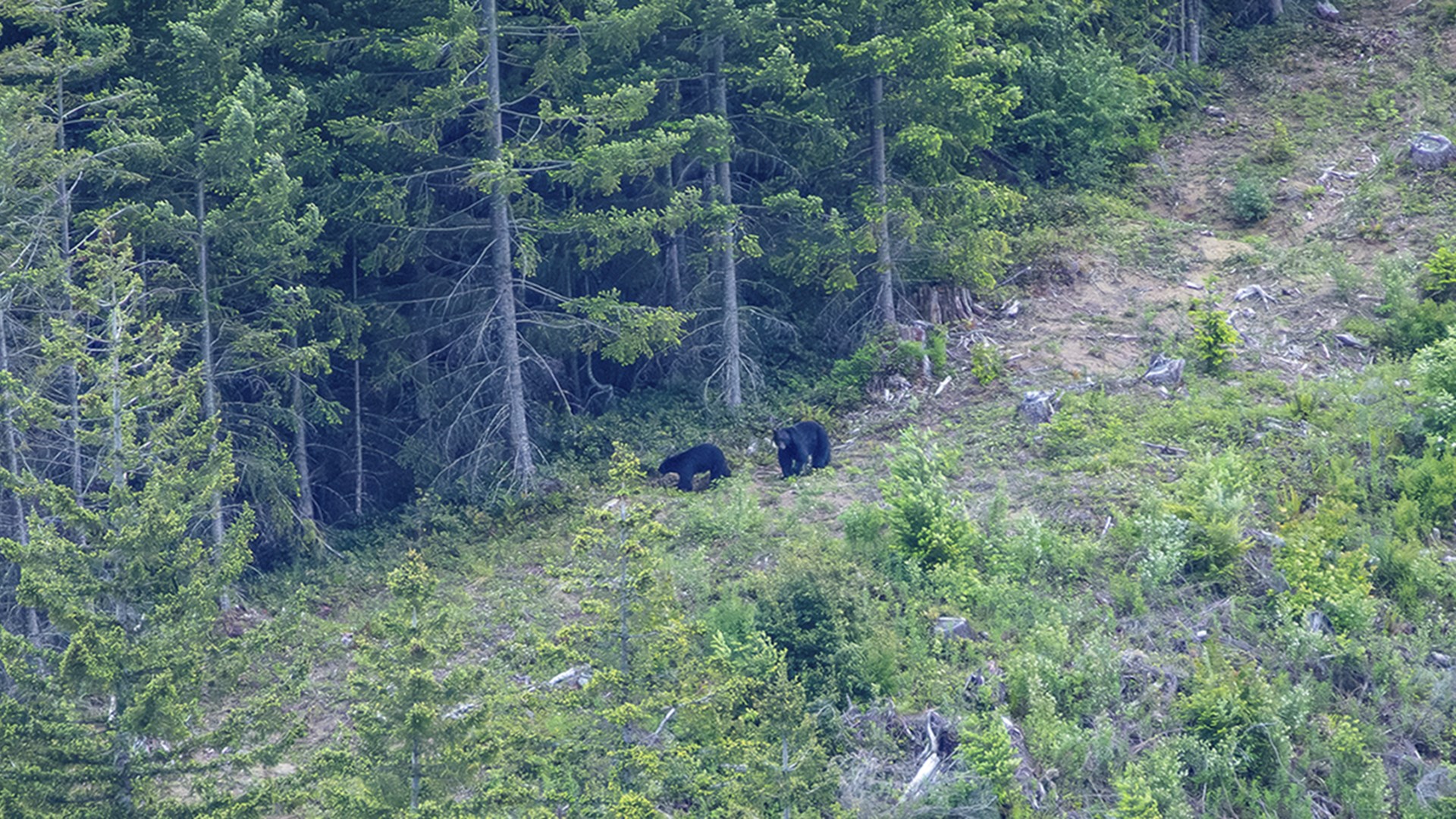 Stalking bears