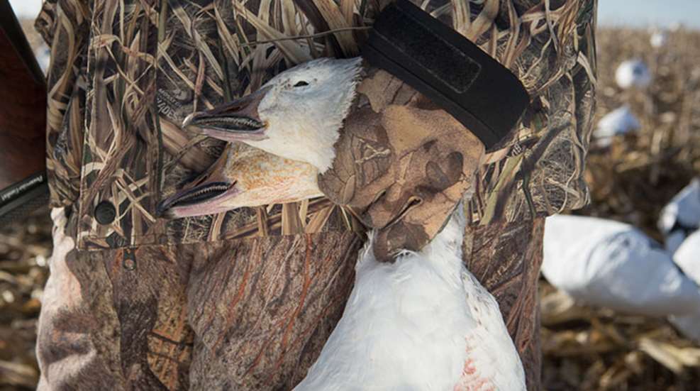 why_to_hunt_snow_geese.jpg