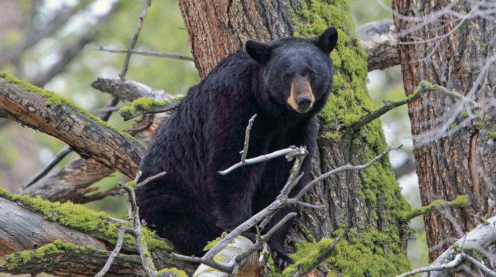 One And Done Black Bear Hunt Lead