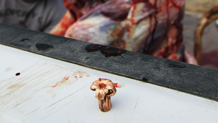 Recovered Mushroom Bullet on Table