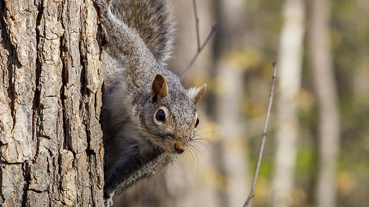 Squirrel on side of tree