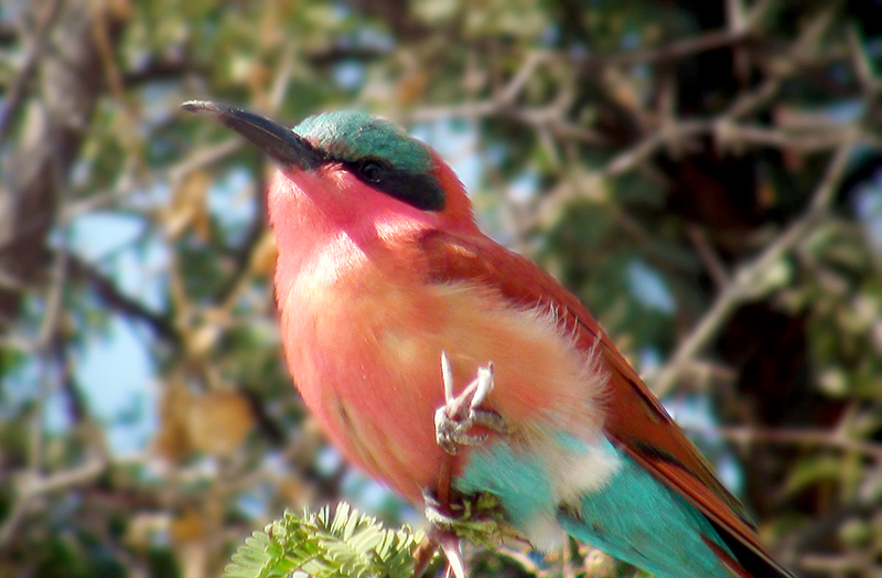 Carmine Bee-eater