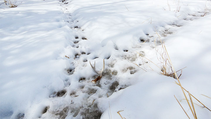 Shed antler on a heavily used game trail