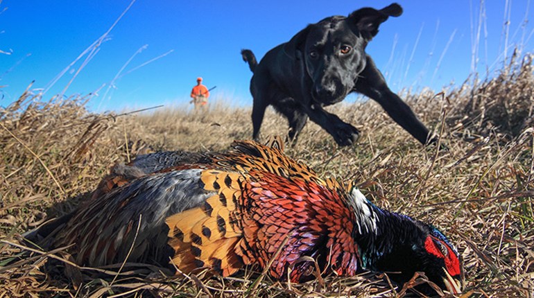 Veteran Advice for Rookie Dogs and Dog Owners | An Official Journal Of The NRA