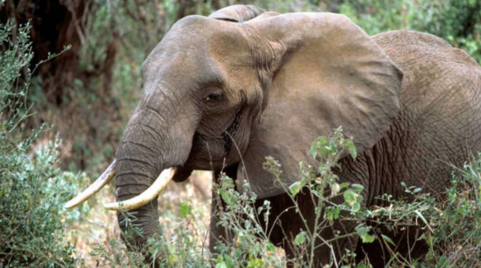 tusks.jpg
