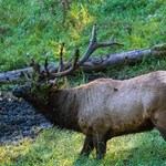 Don’t Glance At Elk Wallows … Study Them | An Official Journal Of The NRA