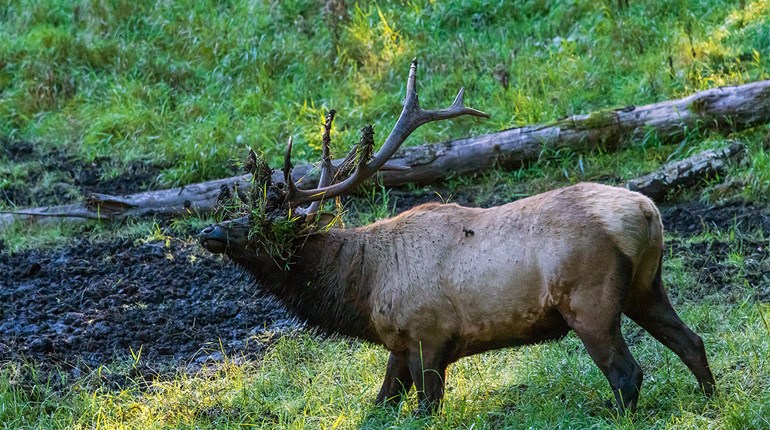 Don’t Glance At Elk Wallows … Study Them | An Official Journal Of The NRA