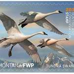 2025 Migratory Bird Stamp Montana FWP