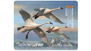 2025 Migratory Bird Stamp Montana FWP