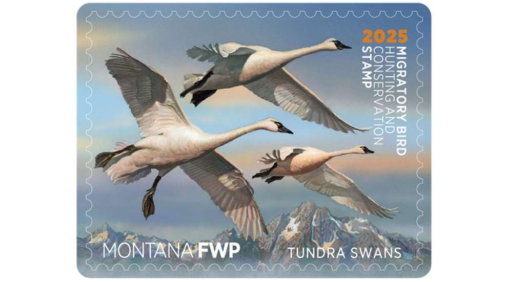 2025 Migratory Bird Stamp Montana FWP