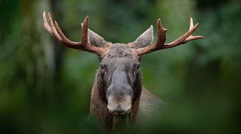 Finns and My Father | An Official Journal Of The NRA