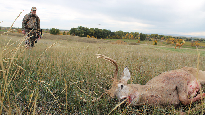 Bowhunter walking up to white-tailed buck he killed in field
