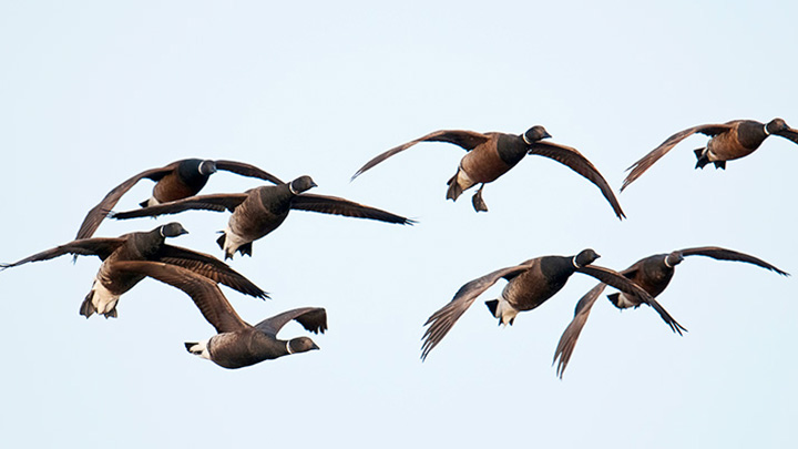 Pacific black brant in flight