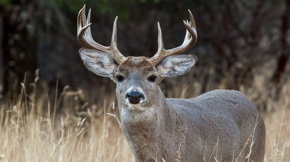 A Coues Buck For Half Pint Lead