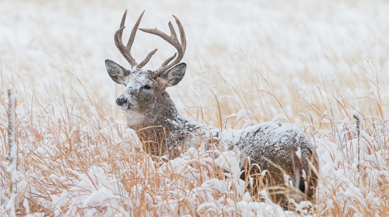 How to Hunt Late-Season Whitetails on the Plains | An Official Journal Of The NRA