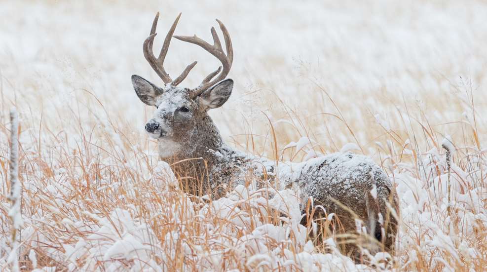 Plains Late Season Whitetails Lead