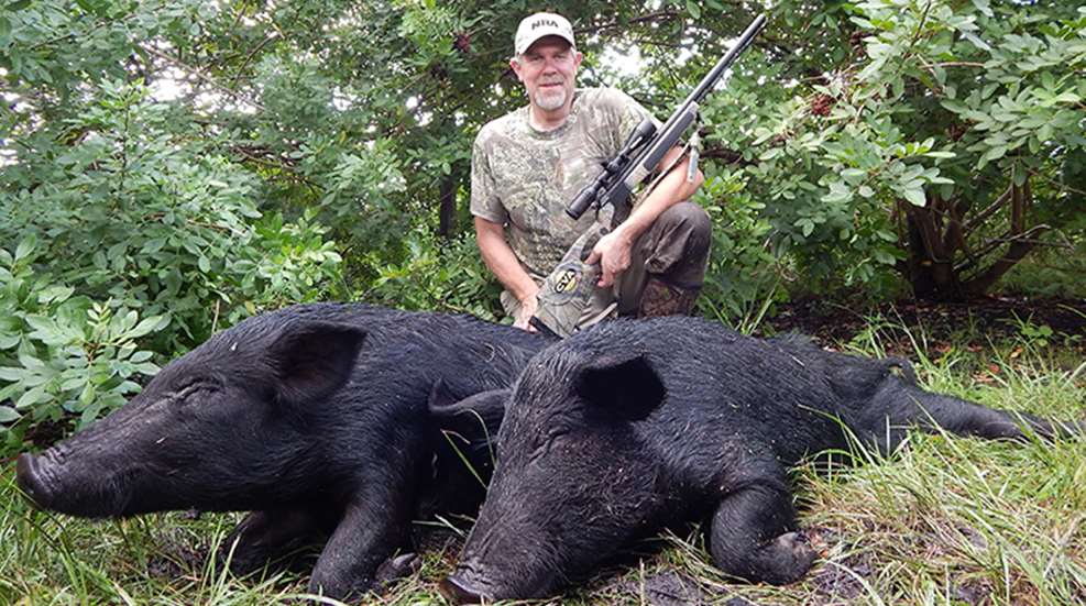 zent_pigs_invasive_f.jpg