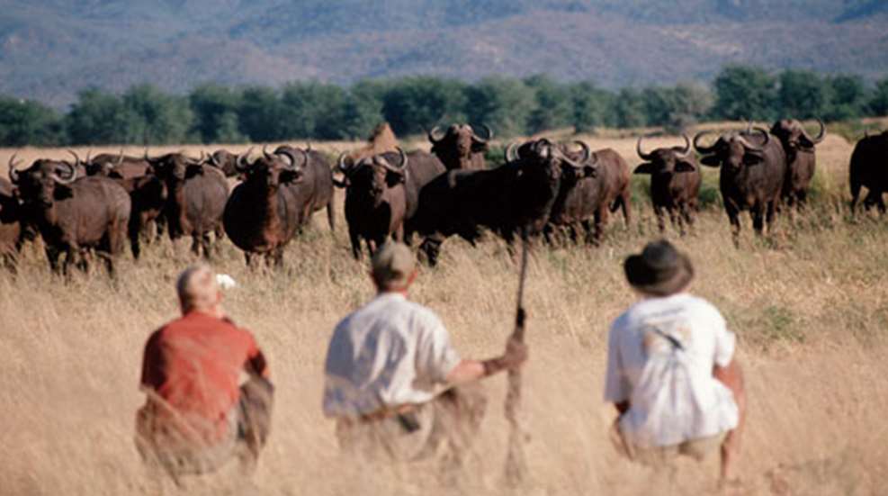 2010511104453-savingafrica_f.jpg