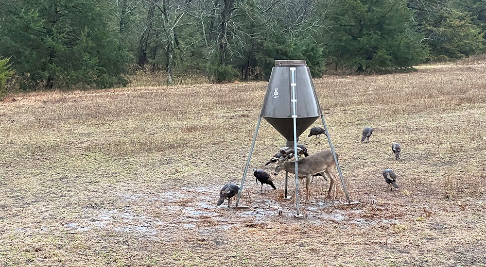 Deer and multiple turkeys eating under a feeder.