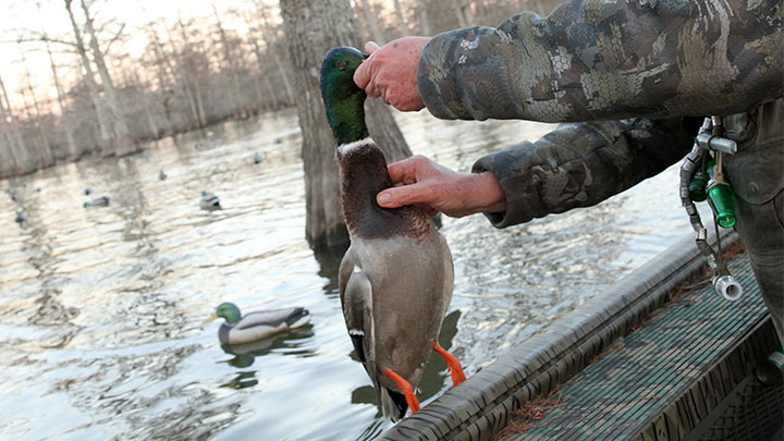 Hunter Holding Mallard Duck