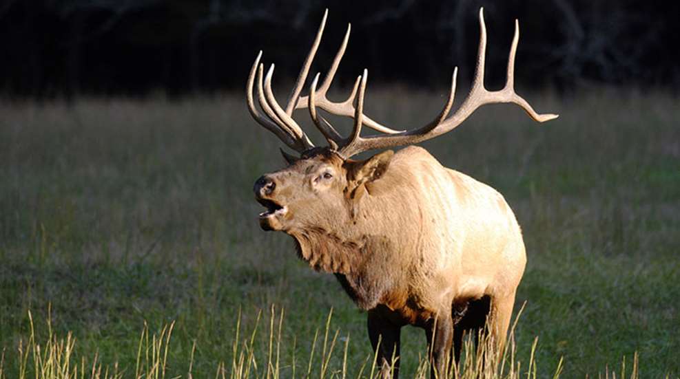 tennesseeelk_lead.jpg