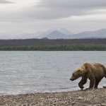 Bear Walking By River