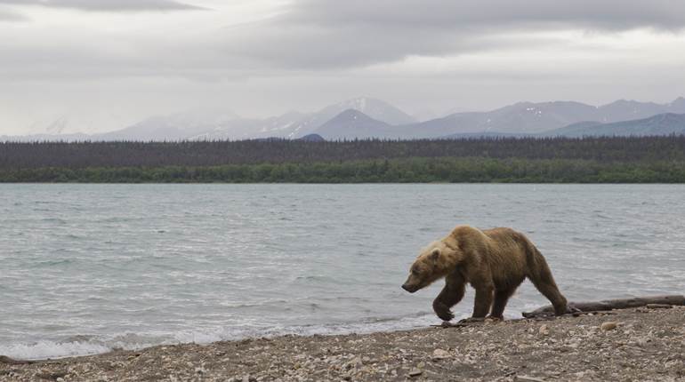 A Brown Bear Hunt on Baranof | An Official Journal Of The NRA