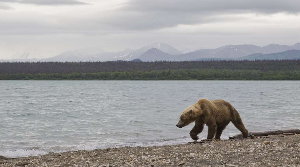 Bear Walking By River