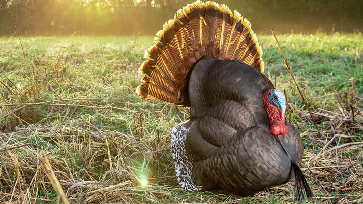 Primos Photoform Turkey Strutter Decoy