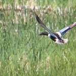 Ledehunting And Fishing Access Expands Again